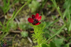 Adonis aestivalis